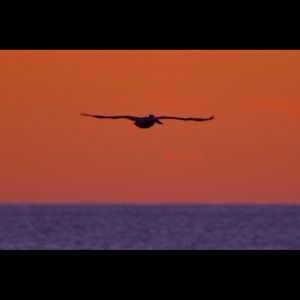 Meet your Posher, Dan